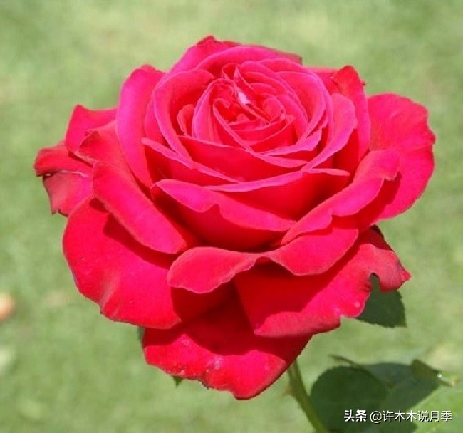 大花月季名贵月季十大品种,月季大花浓香好养的品种