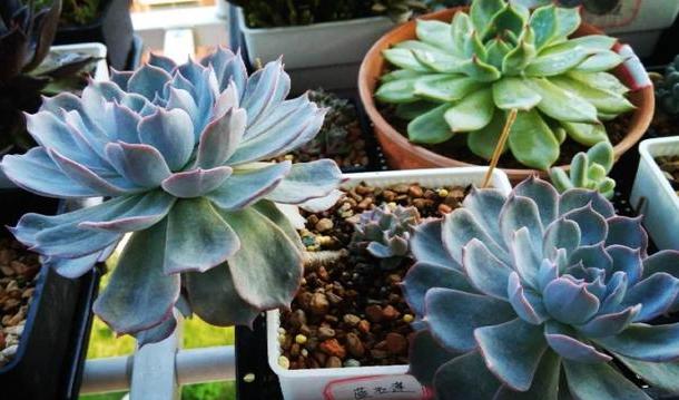 蓝石莲烂根后怎么处理,蓝石莲怎么养才能爆盆