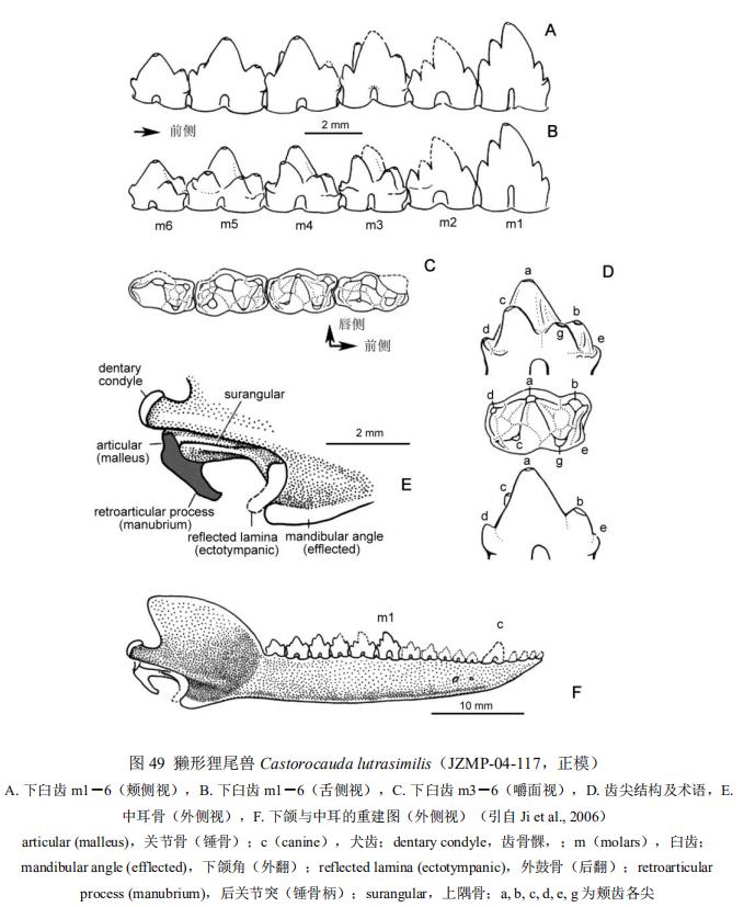 蜥蜴是怎么进化成哺乳动物,蜥蜴是怎么进化的
