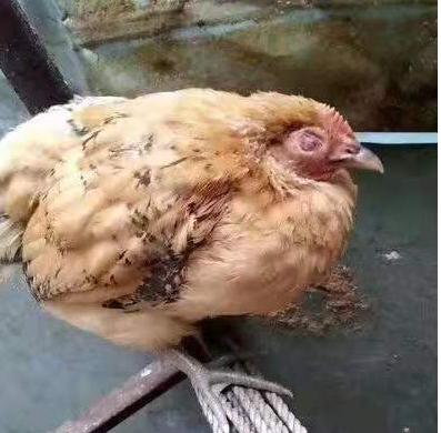 鸡子眼睛睁不开怎么治疗,鸡子眼睛瞎是什么原因