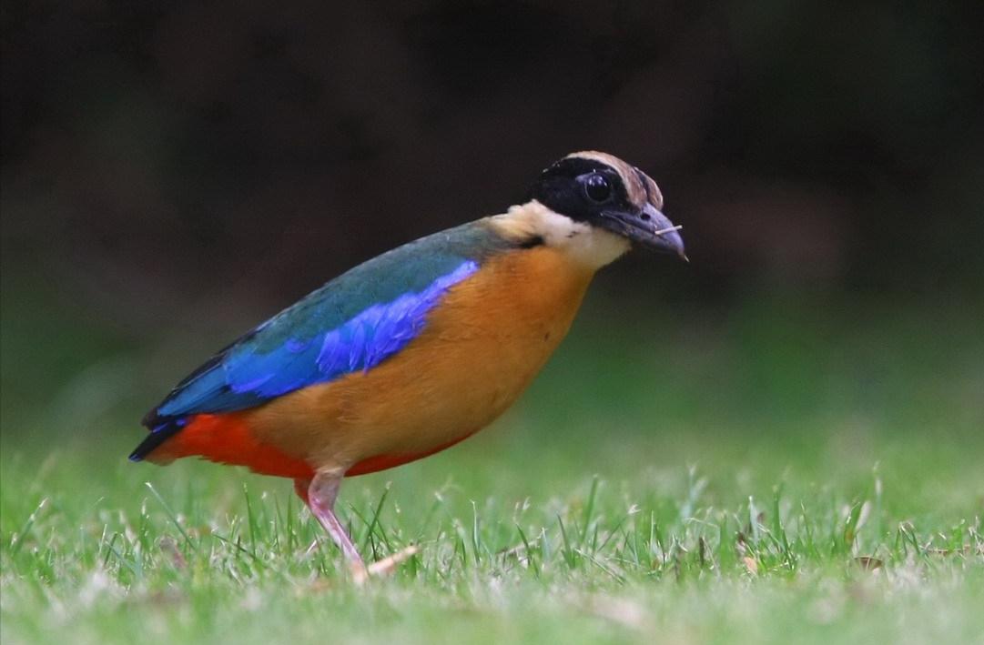 广东常见鸟类图谱和名称图文,东江揽胜鸟类