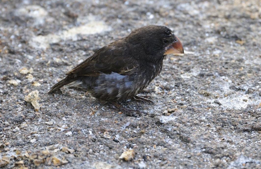 吸血雀：尖嘴地雀吸食血液，受害者为何乖乖等待，毫不反抗？