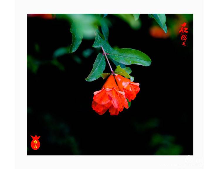 石榴花古诗词唯美,石榴花古诗词