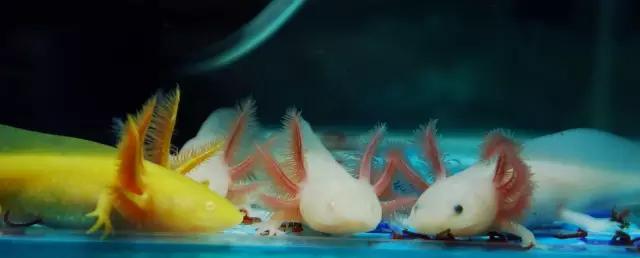 六角龙鱼相似的鱼,奇特花纹观赏鱼图片