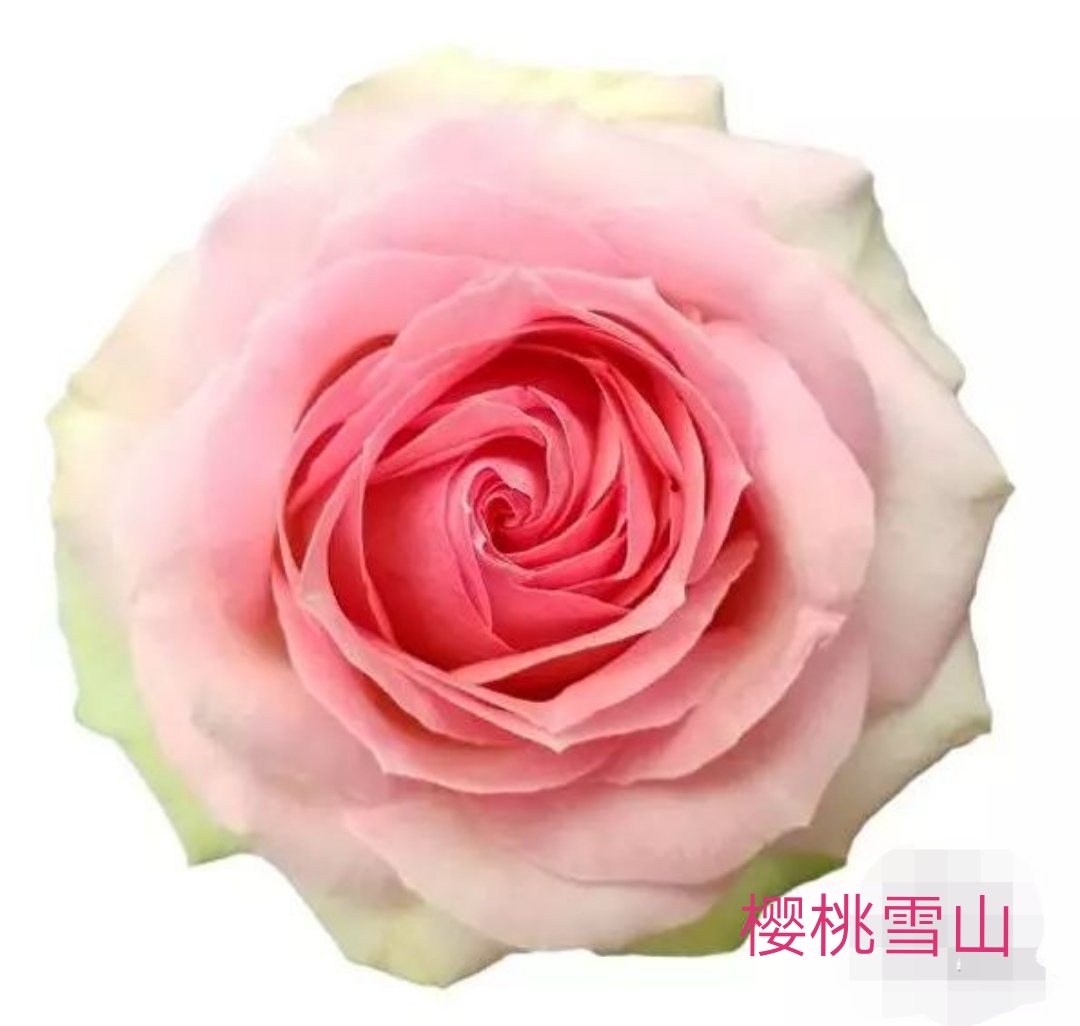 切花火焰月季,适合新手的切花月季