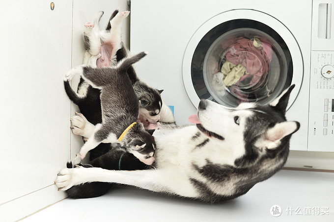 一次创世纪的生活体验—记哈士奇当妈妈