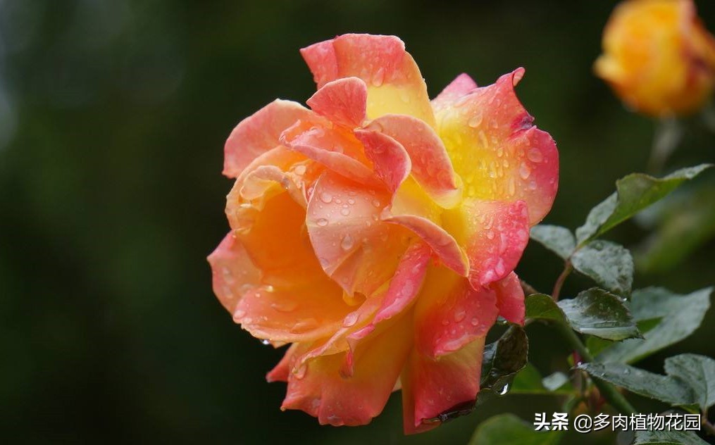 青州月季大棚怎么选,青州高杆月季哪里有