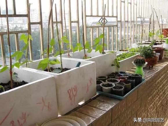 养花不用营养土,泡沫箱养花技巧什么花可以用水养