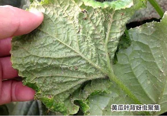 蚜虫打吡虫啉不死,蚜虫和白粉虱消灭小窍门