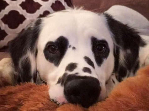 这些狗一出生，就赢在了起跑线上，因为长得实在太有趣了