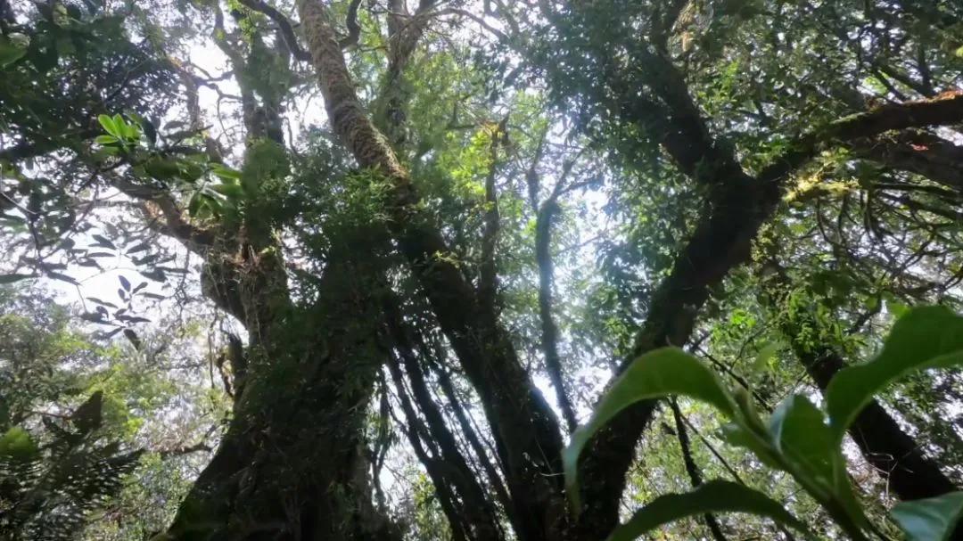 杀青后的茶叶多久开始揉捻,茶叶杀青什么程度熟茶最好