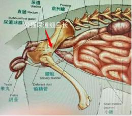 兽医治疗疾病的方法大全,治疗猫咪泌尿疾病吃什么药
