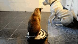 祝铲屎官麻麻节日快乐!毛孩子的行动超暖心了