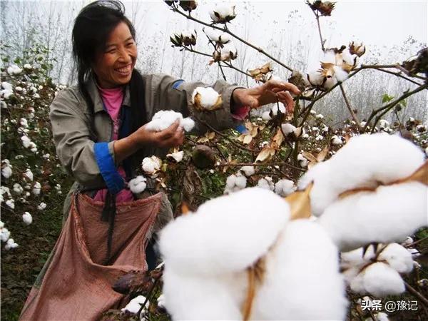 我的家乡在秋收,河南老家秋收场景