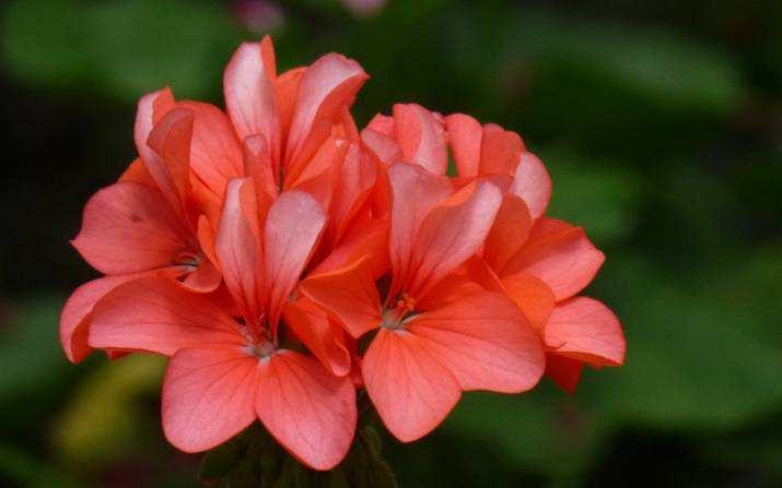 盆栽杜鹃花掉叶子怎么办,盆栽杜鹃叶子发黑怎么办