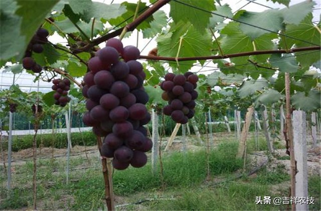巨峰葡萄种植技术和管理,巨峰葡萄栽培技术全过程