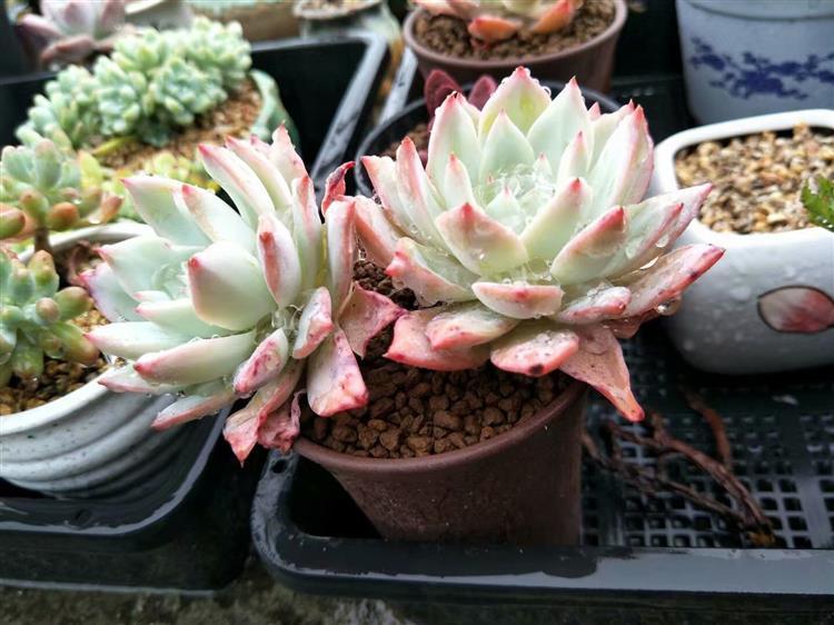 多肉植物淋雨怎么护理图片,多肉怎么拯救