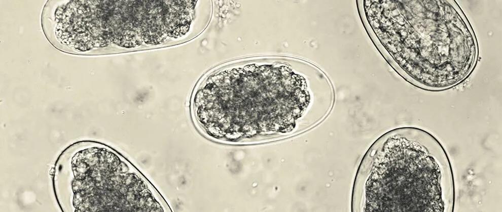 寄生虫的防治知识,寄生虫的防治漫画在线观看