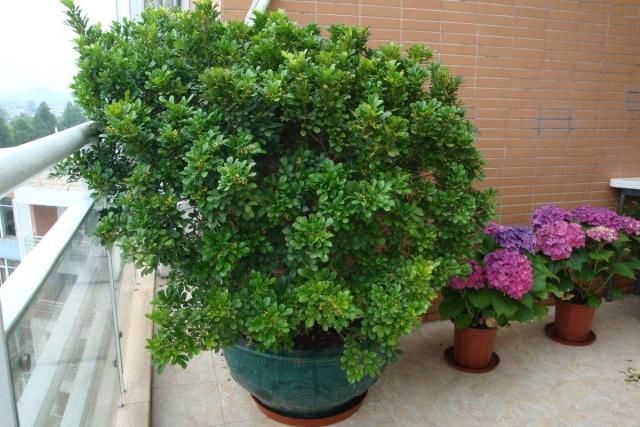 米兰花怎么养才能开得更茂盛呢,米兰花养护注意事项和方法