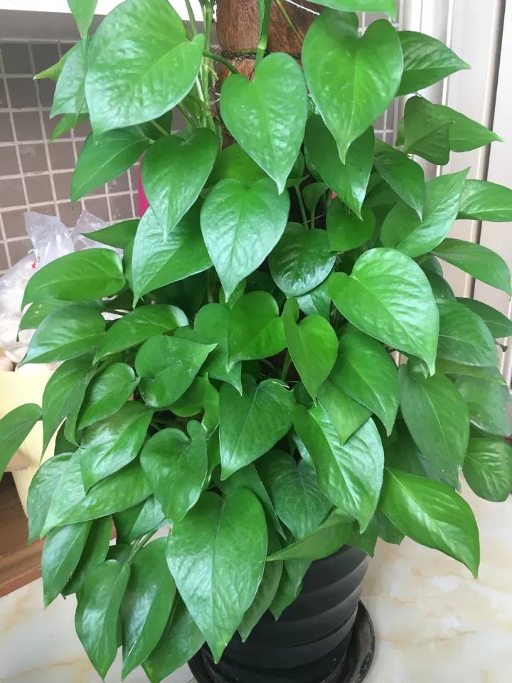 夏天绿萝叶子突然发黄怎么办,绿萝夏天两个月不在家怎么浇水