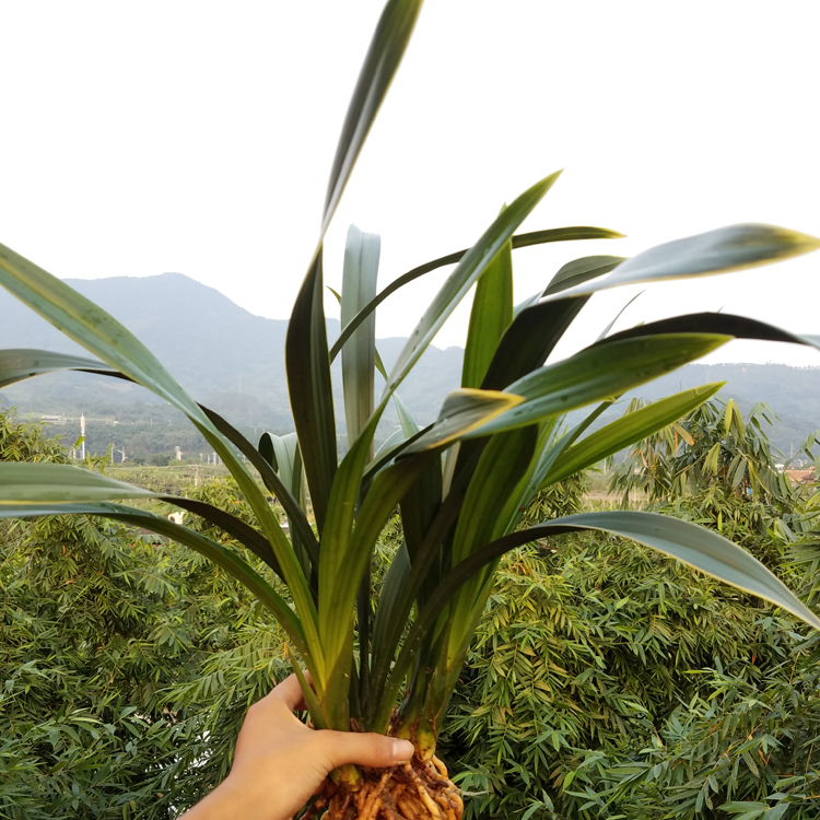 金嘴墨兰的根都空心了怎么办,金边墨兰和金嘴的区别图片