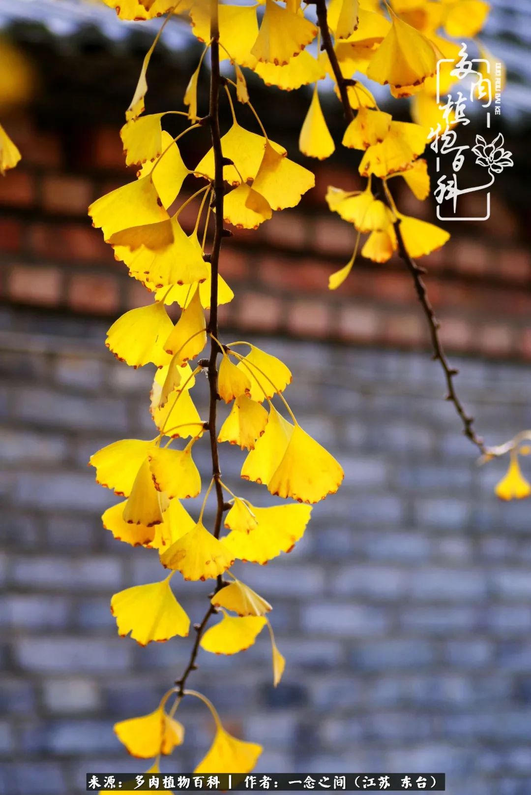 一见多肉误终生,一见多肉误终生从此钱包成路人