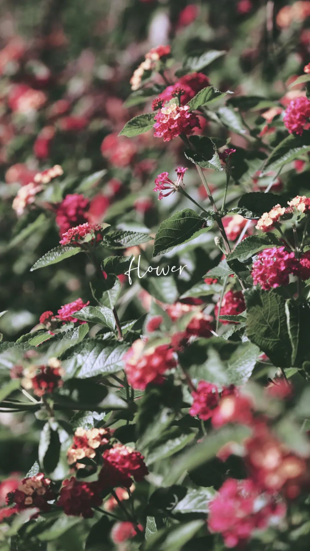 上海最美秋景,上海哪些公园可以拍秋景