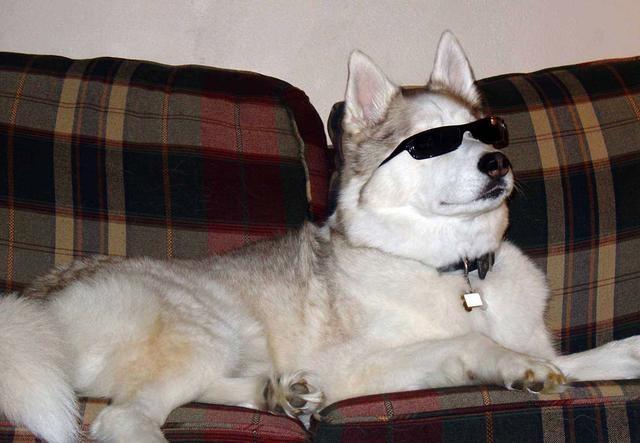 哈士奇萨摩金毛哪个好养,萨摩耶跟哈士奇阿拉斯加犬的区别