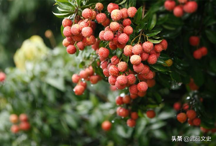 杨玉环为何独爱吃荔枝?如今科学揭开真相,难怪被李隆基宠爱16年