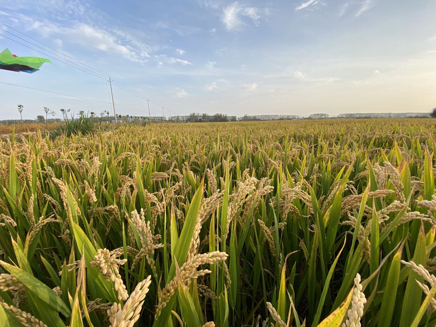 网购敢卖假农药吗,网购农药一百单