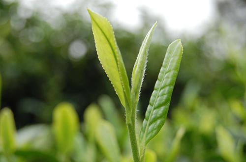 贵州名茶都匀毛尖茶加工技术,都匀毛尖是中国十大名茶英文翻译