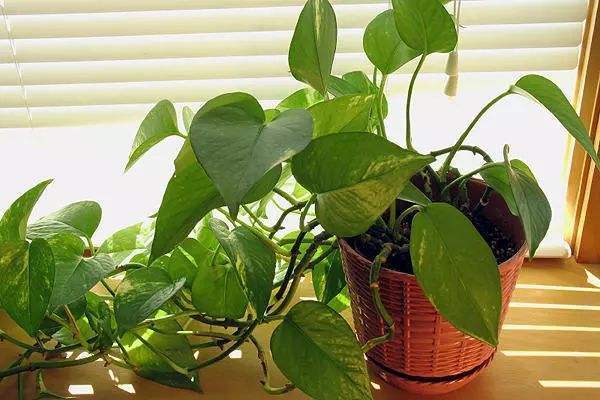 绿萝有顽强的生命力非常好养护,绿萝怎样才能四季常青