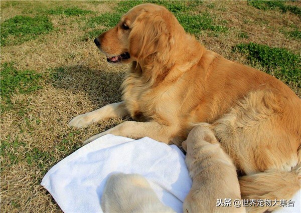 饲养金毛一个月需要多少钱,农村小金毛幼犬的饲养方法