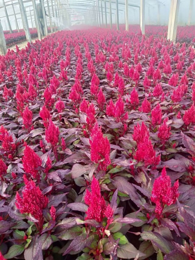 青州市芳润花海景观草花苗木,青州草花地被苗木供应