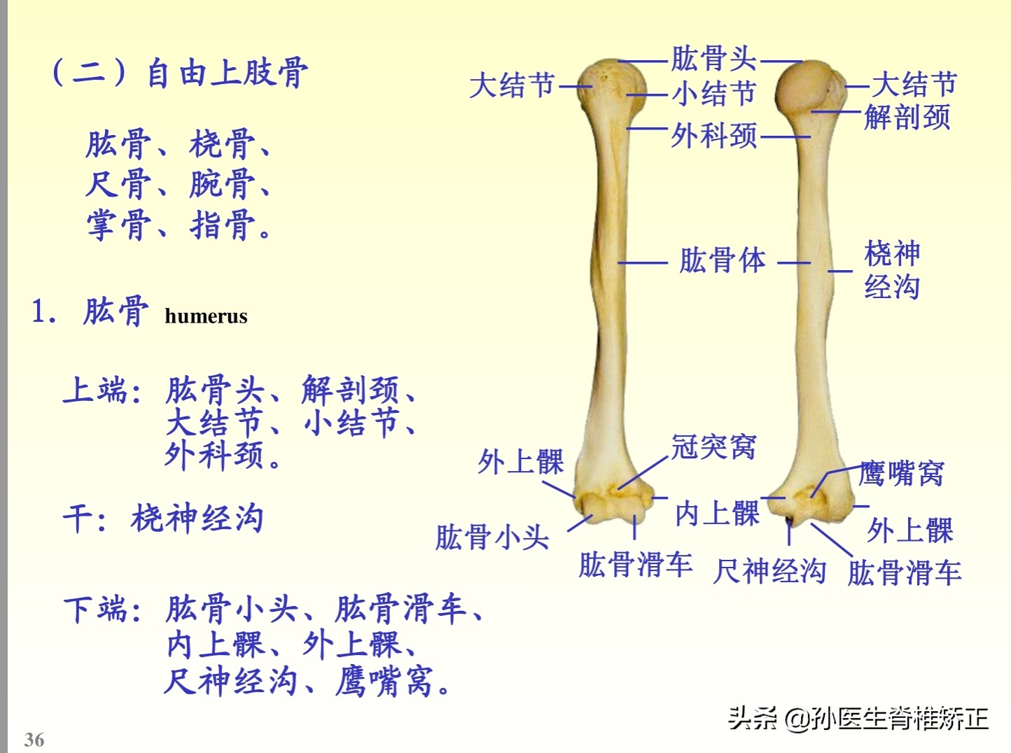 解剖学基础ppt完整版,人体系统解剖学ppt完整版