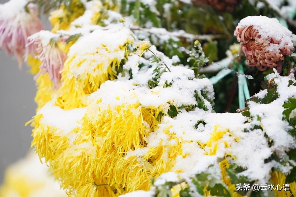 熊瑾玎的两首绝句，托物寓意，蕴含深远，堪为咏物诗中的佳作