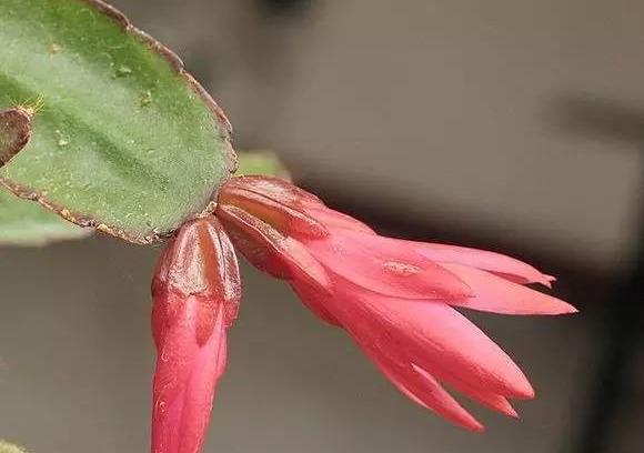 开花超美de仙人掌三千金：蟹爪兰、仙人指、假昙花，你能分清吗？