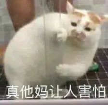 猫咪不习惯吃的表现,猫咪不为人知的用途