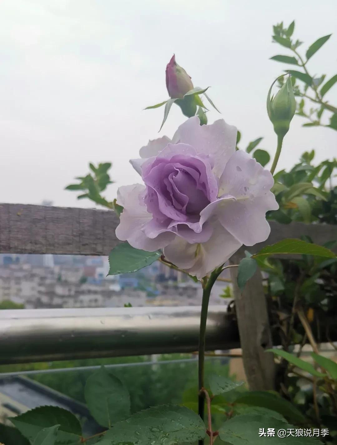 月季春季第一波花要不要剪,月季春季第一波花开后嫁接