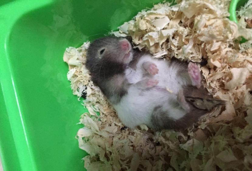 养仓鼠要记住的小知识,养仓鼠必须知道的8大常识问题