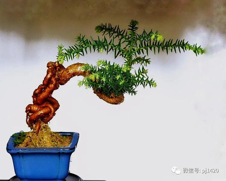 澳洲杉怎么长出漂亮根部,澳洲杉能用赤玉土种植吗