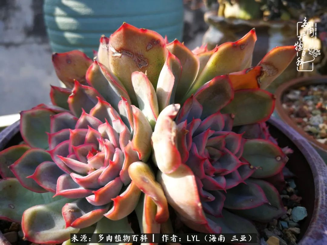 养多肉一年花了3万,养多肉一千多盆