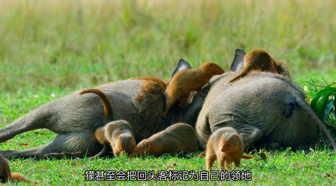 豆瓣9.6！娃刷到停不下来，还能看出人生大道理