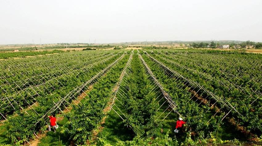 烟台樱桃减产严重吗,大樱桃减产