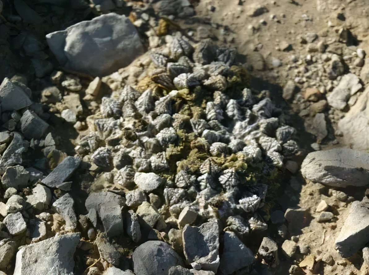 仙人掌要怎么养才能结果,仙人掌怎样才长叶子