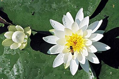 废弃鱼缸里适合养睡莲么,家里闲置大号水缸种睡莲多少土