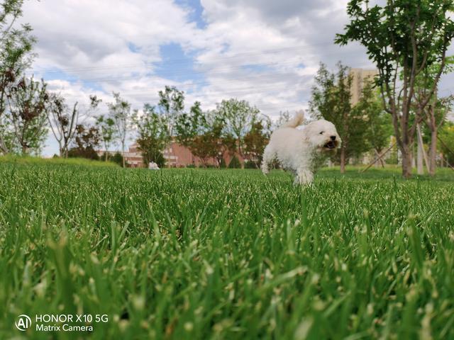 荣耀热门五款机型拍照对比：分别是Play4T/X10/30S/30/30Pro