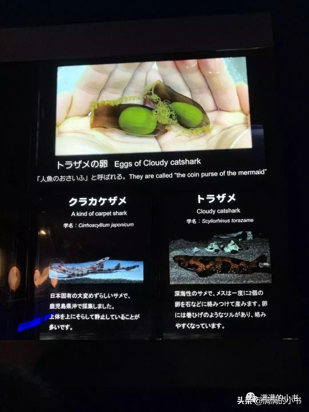 七天日本之旅,名古屋七日游自由行