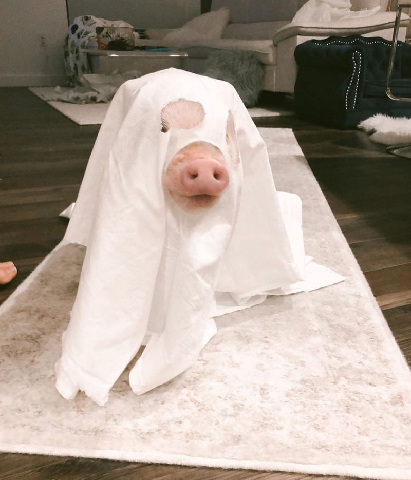 宠物猪小香猪粉红色,粉红色小香猪