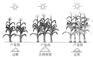 适合积温2300种植的玉米高产品种,2023年种什么品种的玉米好
